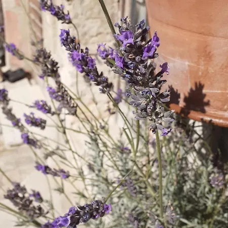 Domus San Francesco Gasthof 3*