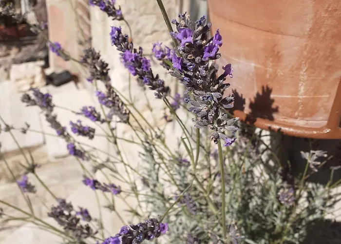 Domus San Francesco Gasthuis 3*